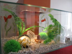 Fish Tank Decorations